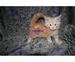Mooie Maine coon kittens zonder stamboom