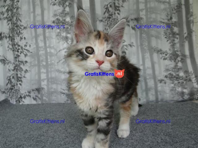Mooie Maine coon kittens zonder stamboom