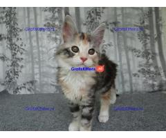 Mooie Maine coon kittens zonder stamboom