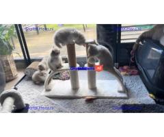 Gratis af te halen 5 katten brits korthair