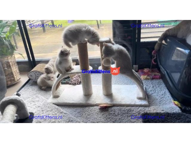 Gratis af te halen 5 katten brits korthair