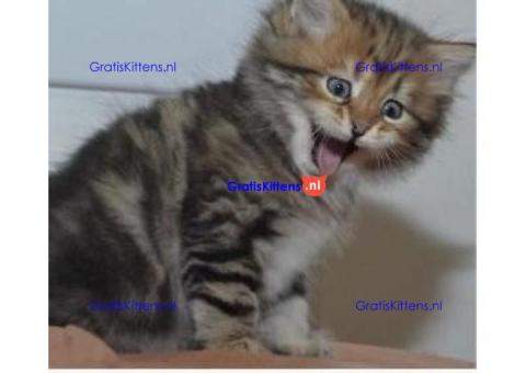 Gratis af te halen 5 katten Maine Coon