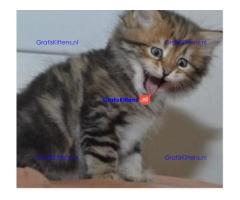 Gratis af te halen 5 katten Maine Coon