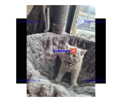 Britse korthaar (kittens)