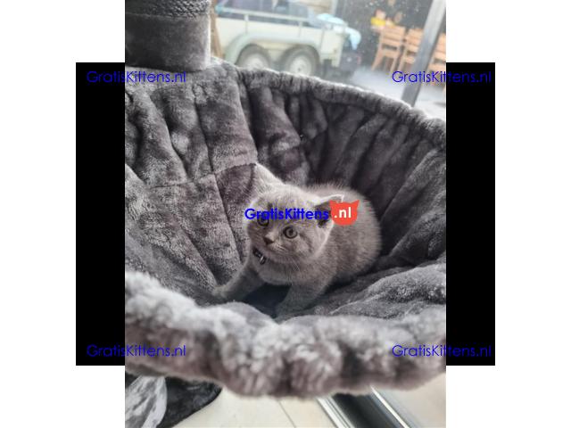 Britse korthaar (kittens)