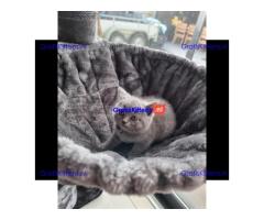Britse korthaar (kittens)