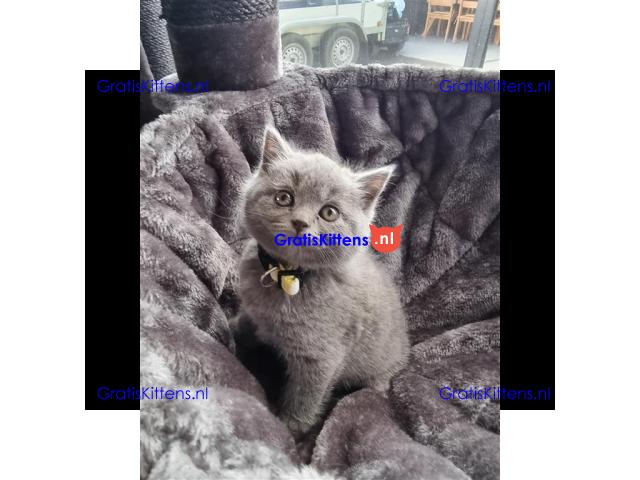 Britse korthaar (kittens)
