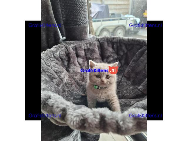 Britse korthaar (kittens)