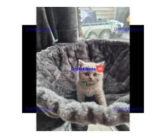 Britse korthaar (kittens)