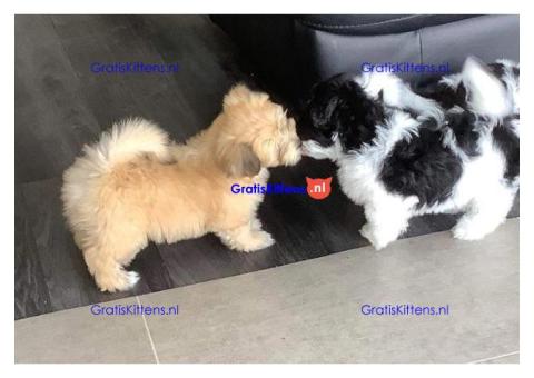 Geregistreerde Havanese puppy's.