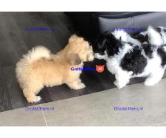 Geregistreerde Havanese puppy's.