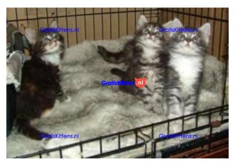 Maine Coon-kittens ter adoptie