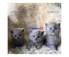 Mooie Britse Chorthair Kittens