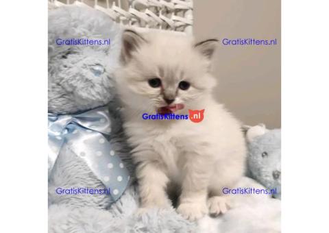 Stamboom Ragdoll Boy en Girl Kittens