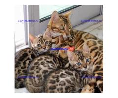 Prachtige Savannah kittens