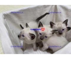 Mooie Siamese kittens voor nieuw huis