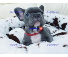 Prachtige Franse Bulldog-puppy's