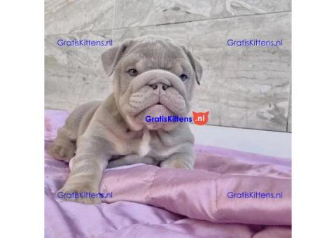 Kc geregistreerde Engelse bulldog-puppy's