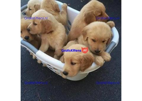 Prachtige Golden Retriever-puppy's