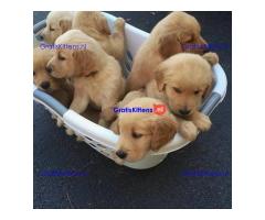 Prachtige Golden Retriever-puppy's