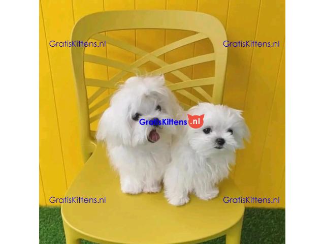 Maltese puppy's zijn nu klaar