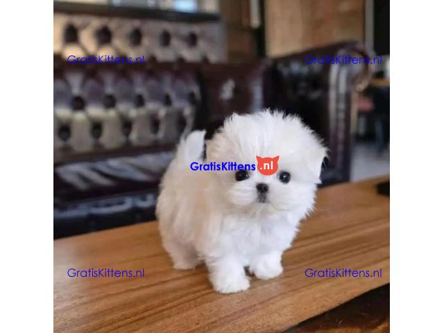 Maltese puppy's zijn nu klaar