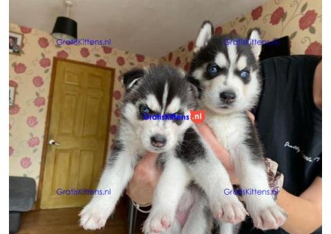 Prachtige Siberische Husky-puppy's