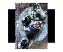 Prachtige Siberische Husky-puppy's