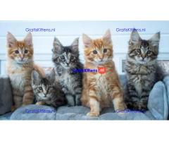 vriendelijke maine coon kittens  ter  adoptie