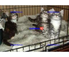 Maine Coon-kittens ter adoptie