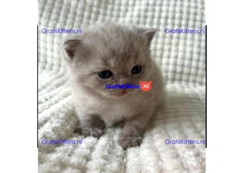 Britse Korthaar/Scottish Fold Blauw en Lilac kitten €150 Whatsapp-nummer: +32 460224753