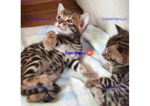 Schattige mannelijke en vrouwelijke Bengaalse kittens te koop