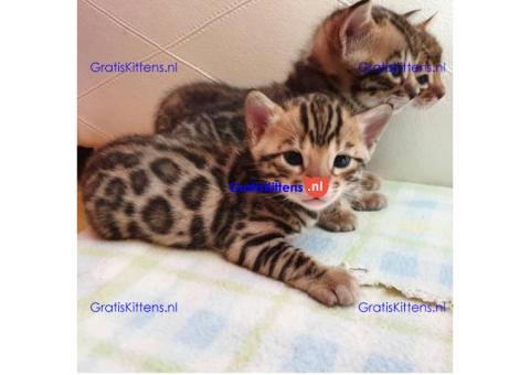 Adorable Bengal kitten for sale