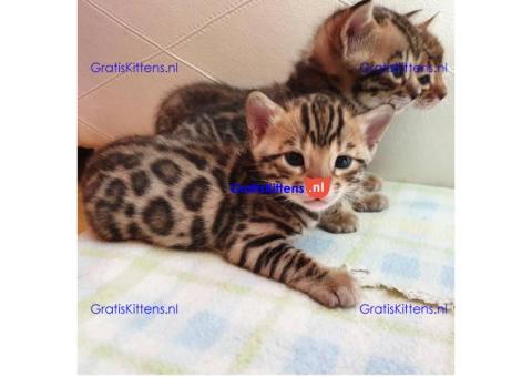 Moedige mannelijke en vrouwelijke Bengaalse kittens te koop