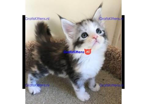 Ter adoptie  main coon kittens