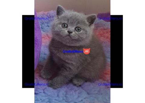 Britse Korthaar/Scottish Fold Blauw en Lilac kitten €150 Whatsapp-nummer: +32 460224753