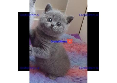 Britse Korthaar/Scottish Fold Blauw en Lilac kitten €150 Whatsapp-nummer: +32 460224753