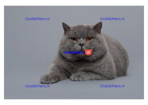 Britse Korthaar/Scottish Fold Blauw en Lilac kitten €150 Whatsapp-nummer: +32 460224753