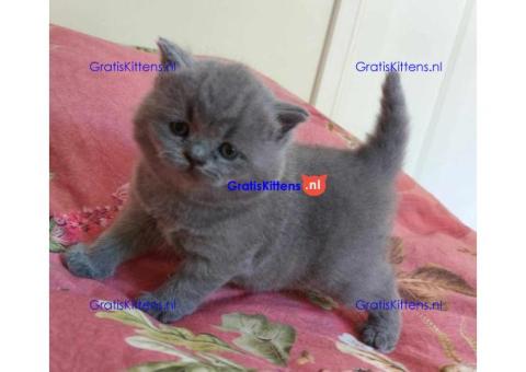 Britse Korthaar/Scottish Fold Blauw en Lilac kitten €150 Whatsapp-nummer: +32 460224753