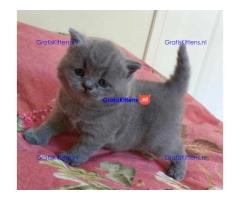 Britse Korthaar/Scottish Fold Blauw en Lilac kitten €150 Whatsapp-nummer: +32 460224753