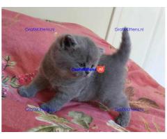 Britse Korthaar/Scottish Fold Blauw en Lilac kitten €150 Whatsapp-nummer: +32 460224753