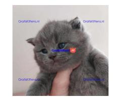 Britse Korthaar/Scottish Fold Blauw en Lilac kitten €150 Whatsapp-nummer: +32 460224753