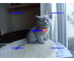 Leuke Brits Blauwe Korthaar kittens