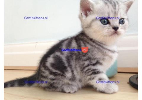 Britse Korthaar/Scottish Fold Blauw en Lilac kitten €Gratis Whatsapp-nummer: +32 460224753