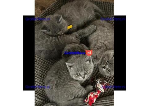 Britse Korthaar/Scottish Fold Blauw en Lilac kitten €Gratis Whatsapp-nummer: +32 460224753