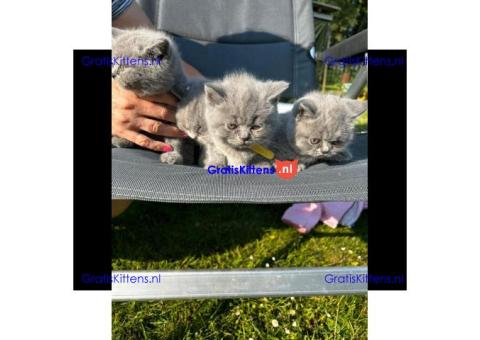 Britse Korthaar/Scottish Fold Blauw en Lilac kitten €Gratis Whatsapp-nummer: +32 460224753