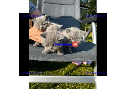 Britse Korthaar/Scottish Fold Blauw en Lilac kitten €Gratis Whatsapp-nummer: +32 460224753