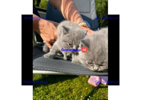 Britse Korthaar/Scottish Fold Blauw en Lilac kitten €Gratis Whatsapp-nummer: +32 460224753