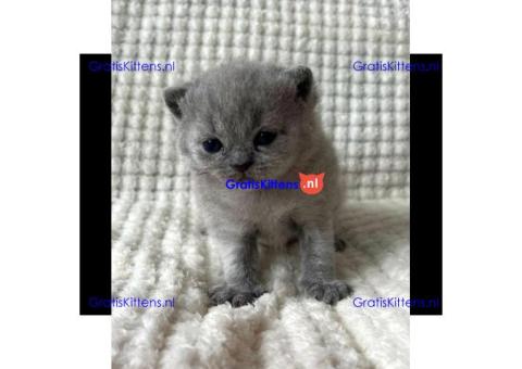 Britse Korthaar/Scottish Fold Blauw en Lilac kitten €Gratis Whatsapp-nummer: +32 460224753