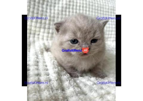 Britse Korthaar/Scottish Fold Blauw en Lilac kitten €Gratis Whatsapp-nummer: +32 460224753